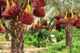 گالری تصاویر مرکز تخصصی خرما